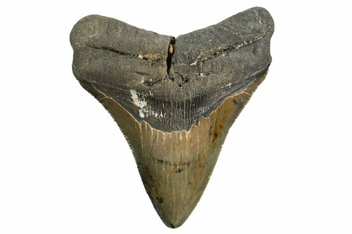 Serrated, Fossil Megalodon Tooth - North Carolina #338544